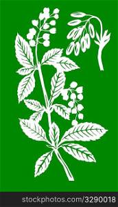 vector illustration of the plant of the barberry