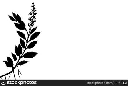 vector illustration of the plant on white background