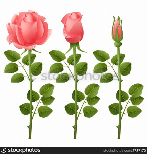 Vector illustration of three growing roses
