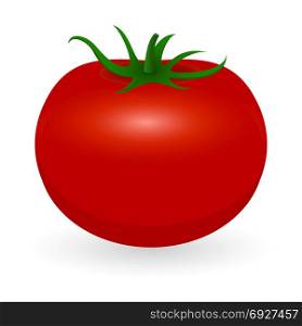 Vector illustration of tomato isolated on white background. Tomato vector isolated