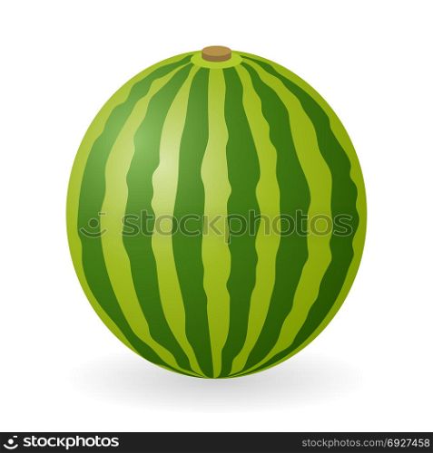 Vector illustration of watermelon isolated on white background. Watermelon vector isolated
