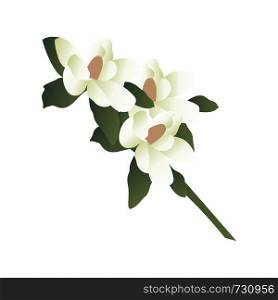 Vector illustration of white magnolia flowers with green leafs on a branch white background.