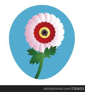Vector illustration of white red and yellow chrysanthemum flower on white background.