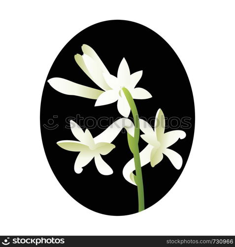 Vector illustration of white tuberose flower in blsck circle on white background.