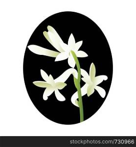 Vector illustration of white tuberose flower in blsck circle on white background.