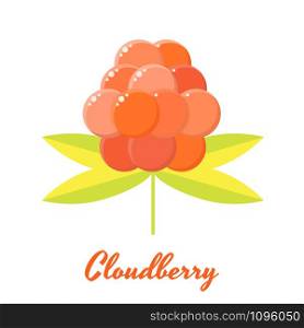 vector illustration. orange forest summer berry cloudberries.. vector illustration. berry cloudberries.