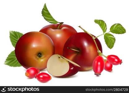 Vector illustration. Red ripe apples and rose hip (dog rose hips).
