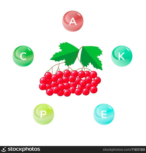 Vector illustration. Red viburnum berries with green leaves. Infographics. Vitamins. Vector illustration. Red viburnum berries with green leaves. Infographics.