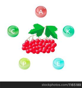 Vector illustration. Red viburnum berries with green leaves. Infographics. Vitamins. Vector illustration. Red viburnum berries with green leaves. Infographics.