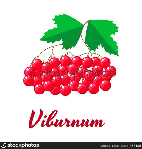 Vector illustration. Red viburnum berries with green leaves.. Vector illustration. Red viburnum berries