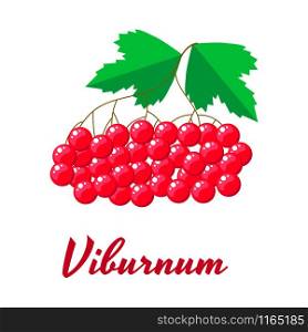 Vector illustration. Red viburnum berries with green leaves.. Vector illustration. Red viburnum berries