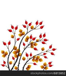 Vector illustration rose hip, colorful autumn bush