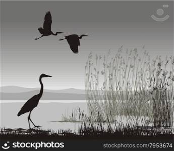 vector illustration silhouettes herons on the lake