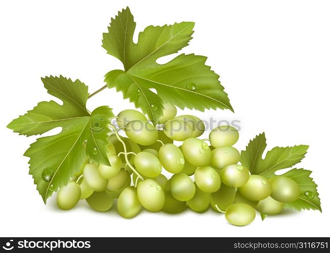 Vector illustration. Sunny grape. Green grapes with leaves.