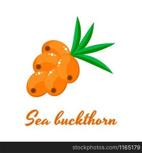 vector illustration. The orange sea buckthorn berry.. The orange sea buckthorn berry.