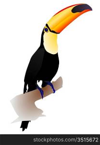 Vector illustration toucan sitting on a white background