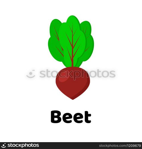 Vector illustration. Vegetable. Beet on white background. Vector illustration. Vegetable. Beet