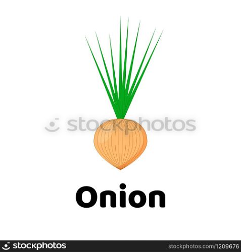 Vector illustration. Vegetable. Onion on white background. Vector illustration. Vegetable. Onion