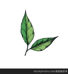 Vector illustration with a branch and 2 green tea leaves in a freehand drawing style color. For logo, icon or packaging design