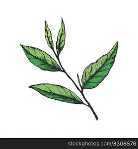 Vector illustration with a branch and 5 green tea leaves in a freehand drawing style incolor. For logo, icon or packaging design