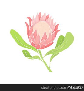 Vector illustration with delicate pink royal protea flower. Big bud of a large flower. Decoration of invitation cards, wedding cards and menus, greeting cards.