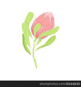 Vector illustration with delicate pink royal protea flower. Small bud of a large flower. Decoration of invitation cards, wedding cards and menus, greeting cards.
