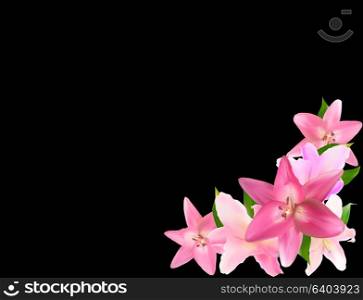 Vector Illustration with Pink Lily Isolated on Black Background EPS10. Vector Illustration with Pink Lily Isolated on Black Background