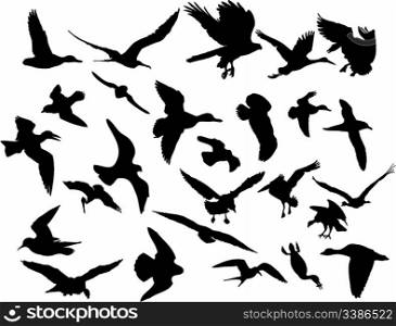 Vector illustrations black silhouettes birds on white