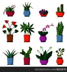 Vector illustrations of house plants in pots. Plant in pot, home flowerpot, houseplant flower. Vector illustrations of house plants in pots