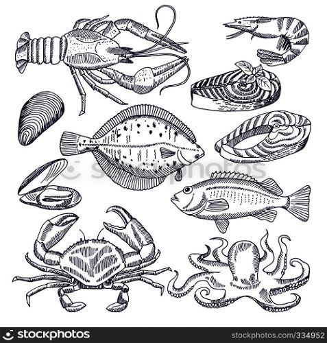Vector illustrations of sea food for restaurant gourmet kitchen. Oysters, lobsters and fishes. Pictures for design menu seafood, salmon and crab, mussel and fish. Vector illustrations of sea food for restaurant gourmet kitchen. Oysters, lobsters and fishes. Pictures for design menu