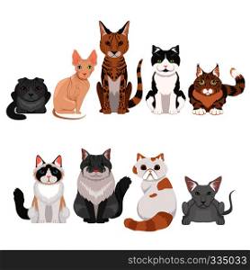 Vector illustrations set of many different kittens. Cats characters in cartoon style. Cartoon cats animal, collection of feline breed. Vector illustrations set of many different kittens. Cats characters in cartoon style