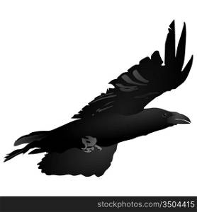 Vector image of a flying crow