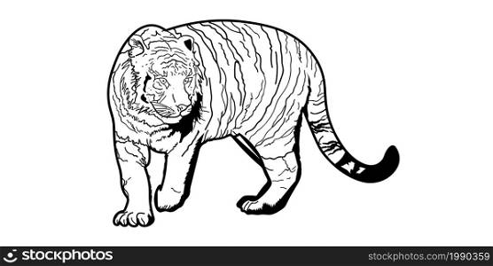 vector image of a tiger in outlines