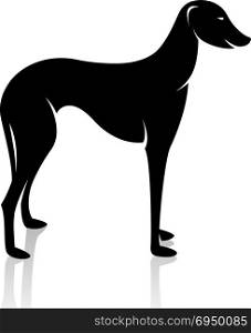 Vector image of an dog (azawakh) on white background