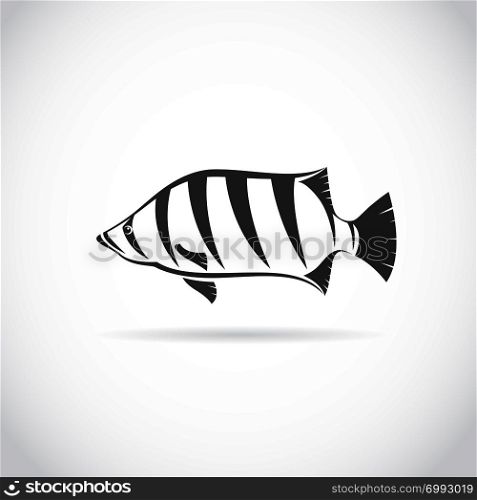 Vector image of an fish (Siamese tiger fish) on white background