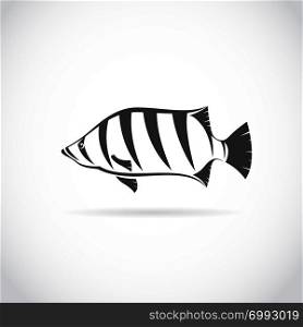 Vector image of an fish (Siamese tiger fish) on white background