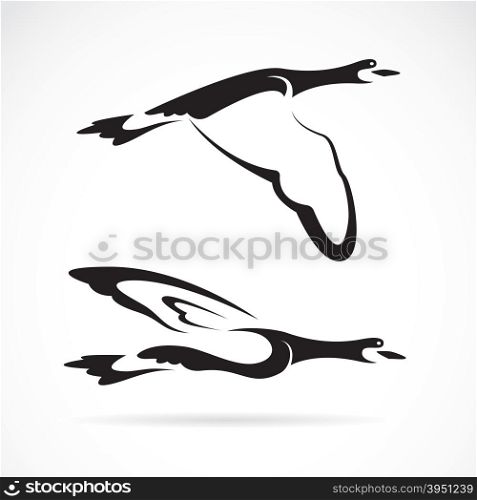 Vector image of an flying wild duck on white background