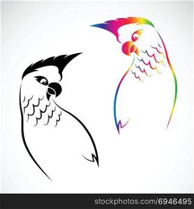 Vector image of an parrot on white background