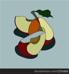 vector image of art apples in section