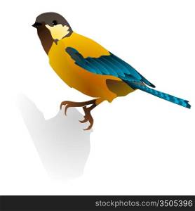 vector image of bird