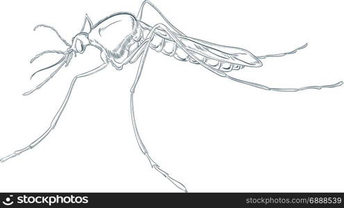 Vector image of handmade drawind of mosquito
