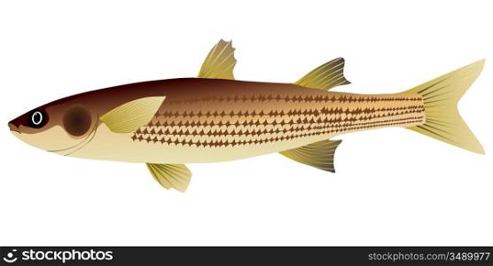 vector image of mullet