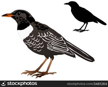 vector image of the blackbird