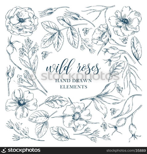 Vector ink graphic wild rose floral hand drawn elements collection with leaves and flowers. Decorative floral set for fabric, textile, wrapping paper, card, invitation, wallpaper, web design.