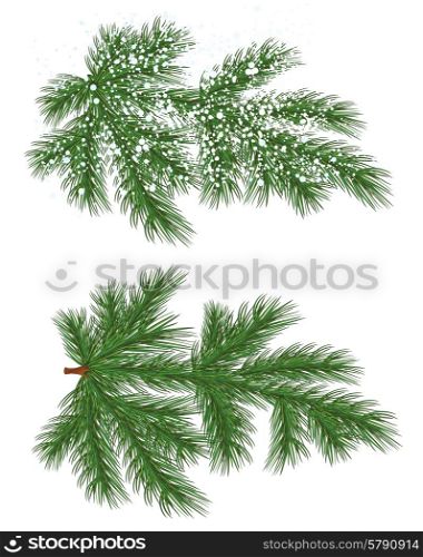 Vector isolated nature Pine branch with snow. Vector isolated Pine branch with snow
