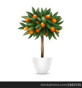 Vector kumquat tree with orange fruits and green leaves in pot isolated on white background. Kumquat tree in pot