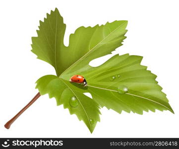 Vector. Ladybird on leaf with water drops.