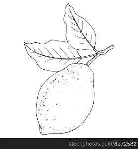 Vector lemon; linear drawing on isolated background