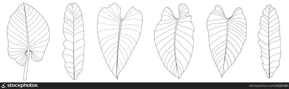 vector line drawing leaves tropical plant