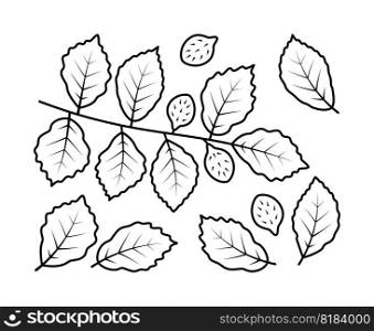 Vector line drawing of beech branch and beech fruit. Nature and ecology. Beech, leaves, plant, icon, drawing, fetus and more. Isolated collection of beech branch on white background.. Vector line drawing of beech branch and beech fruit. Isolated collection of beech branch on white background.